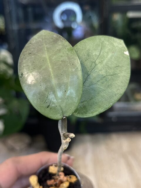 Hoya verticillata Silver Heart (1) Hoya verticillata Silver Heart
