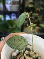 Hoya verticillata Silver Heart  #2 - obrazek 3