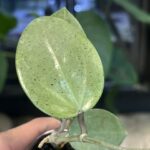 Hoya verticillata Silver Heart