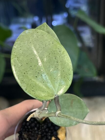 Hoya verticillata Silver Heart