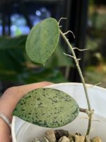 Hoya verticillata Silver Heart  #2 - obrazek 2
