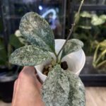 Hoya waymaniae 'Cloudy Sky'