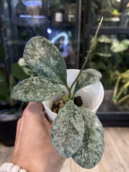 Hoya waymaniae 'Cloudy Sky'