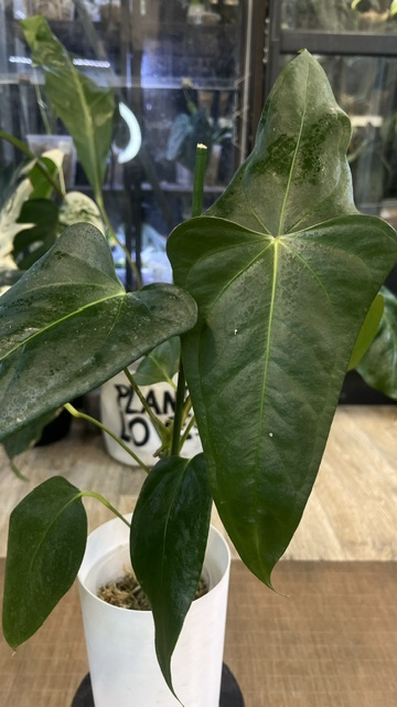Anthurium Portillae