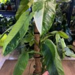 Philodendron Jose Buono XXL