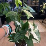 Syngonium Emerald Gem