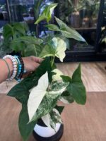 Syngonium Emerald Gem #2 / XL - obrazek 2