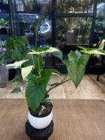 Syngonium Emerald Gem #2 / XL - obrazek 3