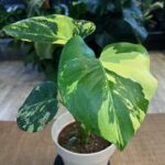 Monstera Pom Pom # 1