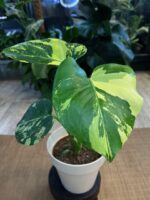 Monstera Pom Pom # 1
