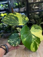Monstera Pom Pom # 1 - obrazek 3