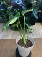 Monstera Pom Pom # 1 - obrazek 2