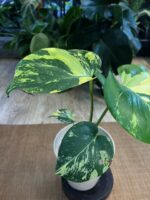 Monstera Pom Pom # 1 - obrazek 4