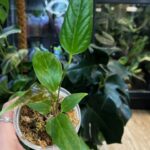 Anthurium Insigne #1