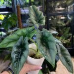 Alocasia Reversa #1