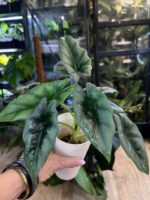 Alocasia Reversa #1