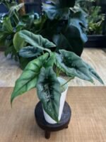 Alocasia Reversa #1 - obrazek 4