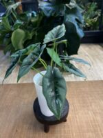 Alocasia Reversa #1 - obrazek 2