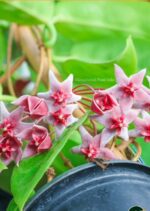 Hoya piestolepis #1 - obrazek 2