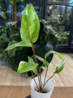 Anthurium Hookeri Pink Variegata #1 - obrazek 6