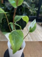 Anthurium Hookeri Pink Variegata #1 - obrazek 5