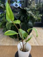 Anthurium Hookeri Pink Variegata #1 - obrazek 4