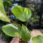 Anthurium Hookeri Pink Variegata #1