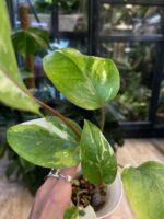 Anthurium Hookeri Pink Variegata #1