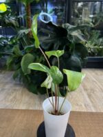 Anthurium Hookeri Pink Variegata #1 - obrazek 2