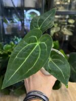 Anthurium AOS x Forgetti #1 - obrazek 5