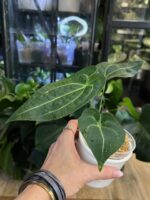 Anthurium AOS x Forgetti #1 - obrazek 4