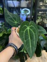 Anthurium AOS x Forgetti #1 - obrazek 3