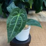 Anthurium AOS x Forgetti #1