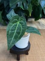 Anthurium AOS x Forgetti #1