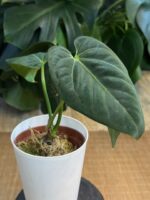 Anthurium papilliaminum x magnificum #1 - obrazek 2