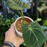 Anthurium papilliaminum x magnificum #1
