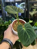 Anthurium papilliaminum x magnificum #1