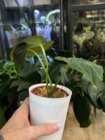 Anthurium papilliaminum x magnificum #1 - obrazek 5