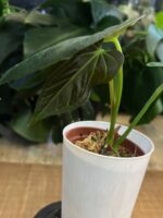 Anthurium papilliaminum x magnificum #1 - obrazek 4
