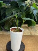 Anthurium papilliaminum x magnificum #1 - obrazek 3