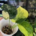 Scindapsus Jade Satin Aurea #1