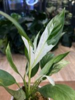 Spathiphyllum Peach Lily #1 - obrazek 6