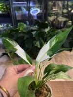 Spathiphyllum Peach Lily #1 - obrazek 5