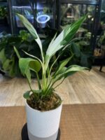 Spathiphyllum Peach Lily #1 - obrazek 4