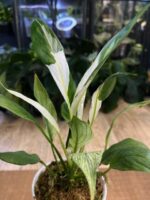 Spathiphyllum Peach Lily #1 - obrazek 3