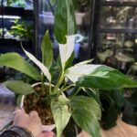 Spathiphyllum Peach Lily #1