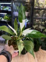 Spathiphyllum Peach Lily #1