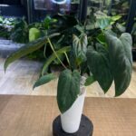 Anthurium Dark phenix x fort sherman Anthurium dp x fs