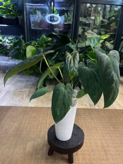 Anthurium Dark phenix x fort sherman Anthurium dp x fs