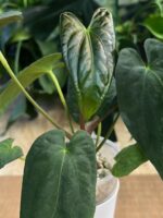 Anthurium noid (dark phenix x fort sherman) ? #1 - obrazek 6